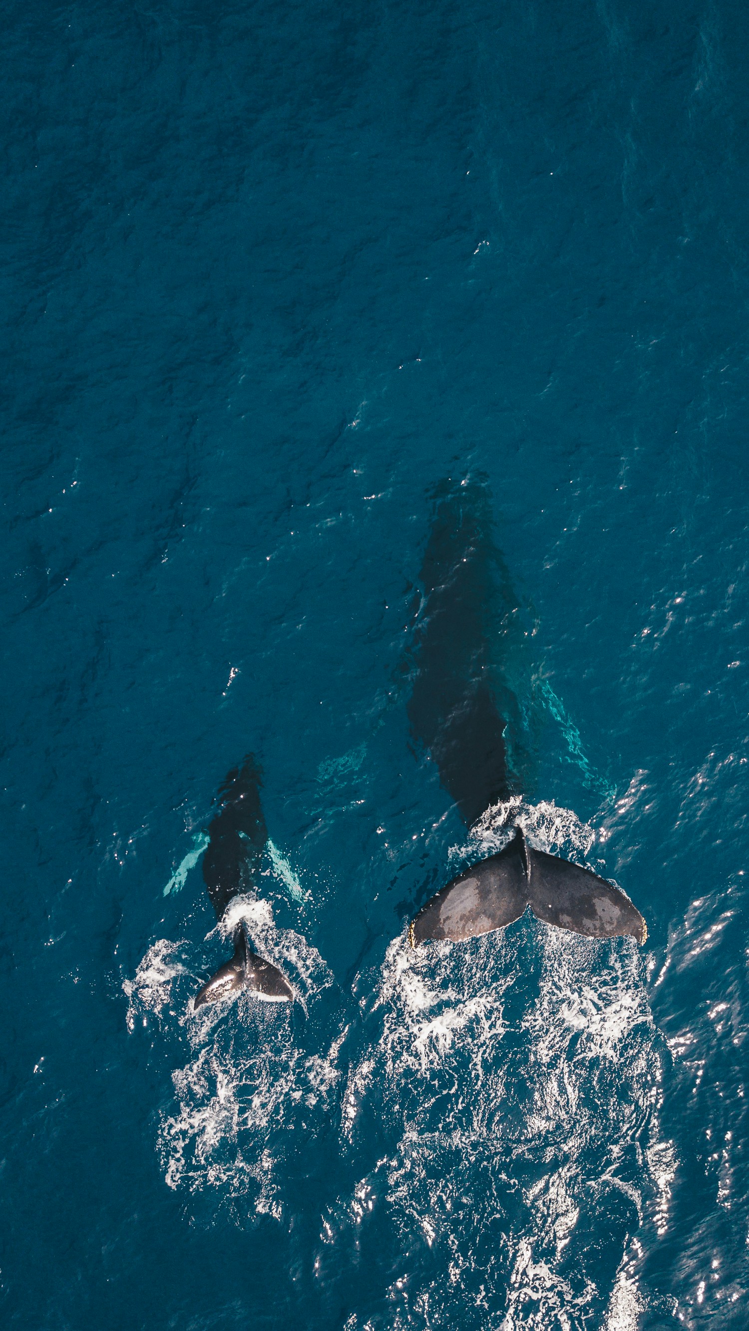 Vue aérienne d’un baleineau et d’une baleine à bosse adulte nageant dans une eau claire.